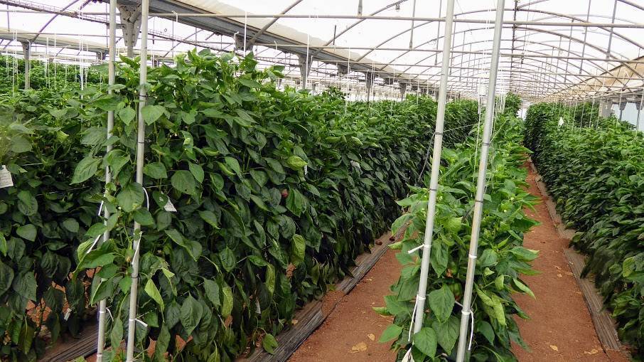 Paiporta Art pimiento portainjertos|Injerto Pimiento|injerto pimiento (1)